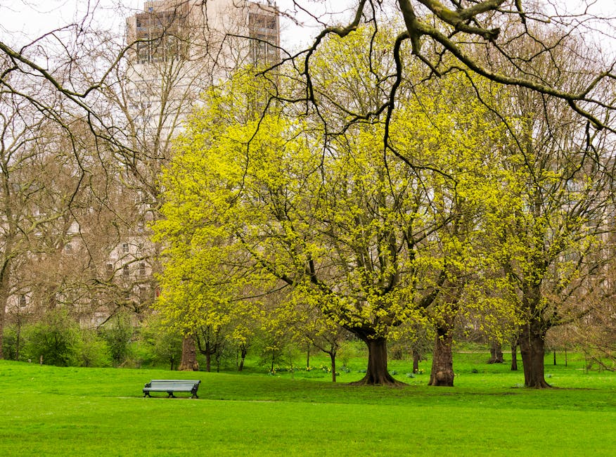 A park scene featuring several mature trees with bright green and budding foliage, situated on a well-maintained grassy area. In the foreground, there is a single grey park bench positioned along the edge of the grass, with no people present. The background shows additional trees with bare branches and a few urban building facades partially visible behind the trees. The lighting is natural, indicating an overcast or partly cloudy day, suitable for outdoor activities and home relocations involving outdoor packing or loading areas. This scene aligns with the services offered by Man with Van Putney for removals and furniture transport during house moves or spring cleanouts in Putney, emphasizing the importance of organized packing and transportation logistics in a pleasant outdoor environment.